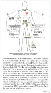 Chronic Kidney Disease - Mineral Bone Disorder (CKD-MBD)