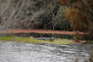 Alligator at Big Lagoon State Park, Pensacola, FL 