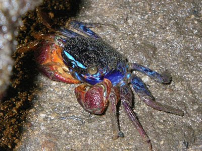 Iridescent Crab (Perisesarma indiarum)