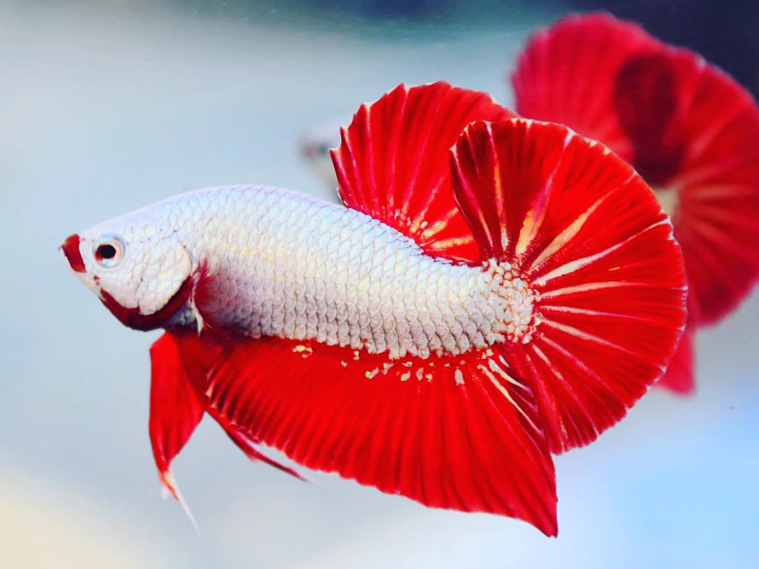 Betta red dragon