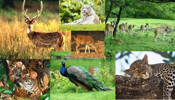 Achanakmar wildlife sanctuary updates by www.EChhattisgarh.in