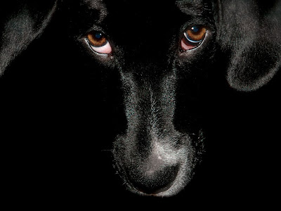 Black Dog Wallpapers for Desktop