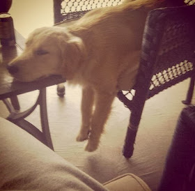 Cute dogs - part 6 (50 pics), dog sleeps on chair but keeps his head on table