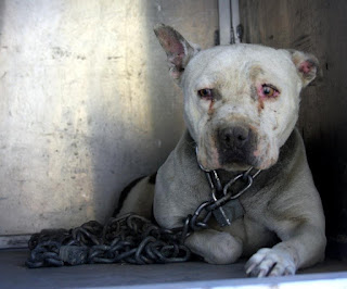 Esta pobre perra pasó años encadenada y abandonada por su dueño