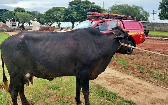 Mulher falece após ser atacada por vaca em propriedade rural de Tapira