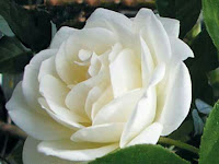 Bunga mawar putih kecil