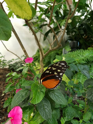 The Butterfly Atrium at Hershey Gardens in Pennsylvania