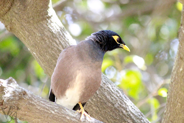 Common Indian Myna