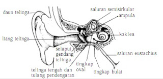 artikel unik dan bermanfaat Indra pendengaran dan alat 