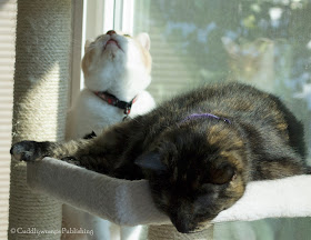 The Reat Cats on cat tree_2