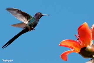 Resultado de imagem para as aves do céu