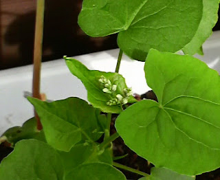 そばの花にも小さい白いつぼみのようなものがついてきました