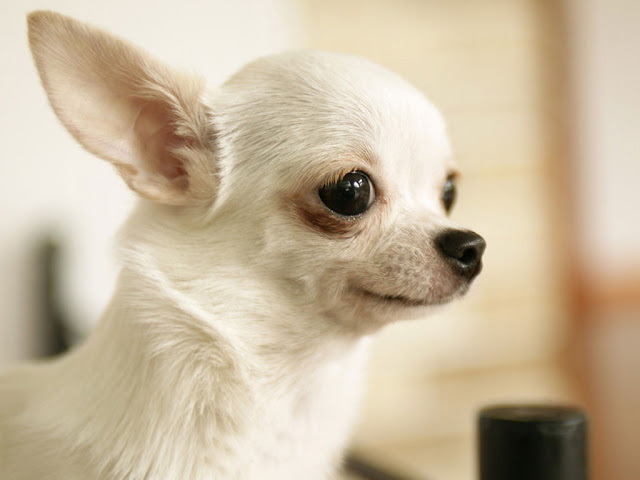 chihuahua dog wallpaper for pc. Chihuahua dog - Source