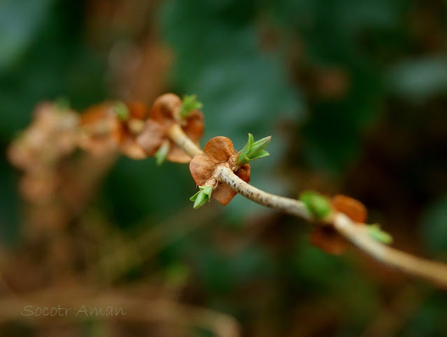 Lonicera gracilipes