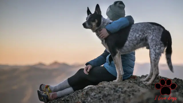 Dog Is My Best Friend: Why a Dog Makes Your Life Awesome