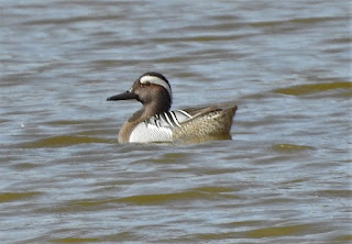 Male Garganey at a small pond in Schinias