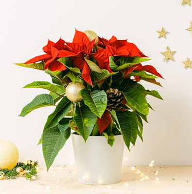 Poinsettia delivery Hanoi