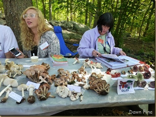 Mushroom festival_040