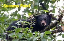 Black bear secret Fact