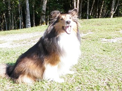 Patas 18 (13)