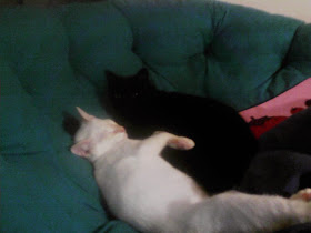 image is a white cat & a black cat snuggling in a green papisan chair