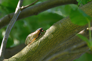 17 year Cicada