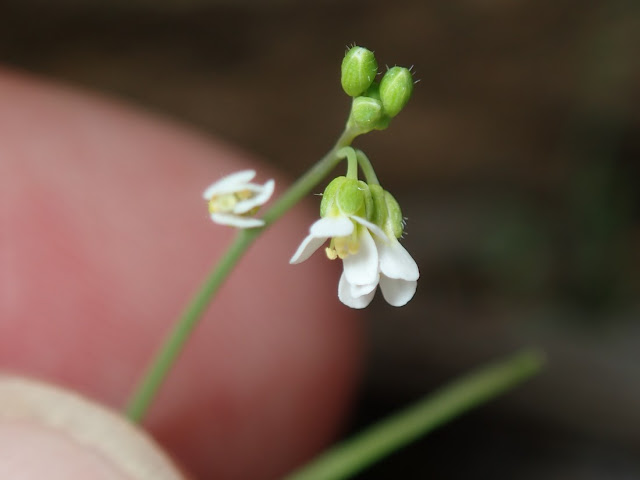 Arabidopsis thaliana