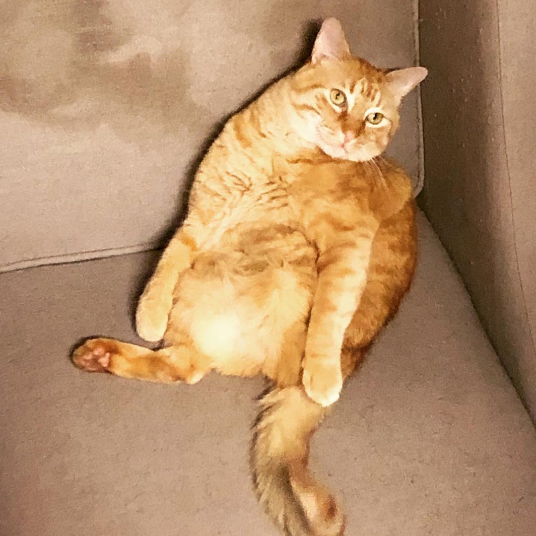 A three-legged orange cat sitting
