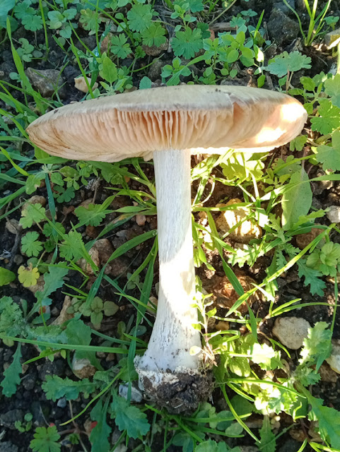 Big Sheath Mushroom Volvopluteus glioicephalus, Indre et Loire, France. Photo by Loire Valley Time Travel.