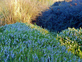 Colourful heathers in Cornwall