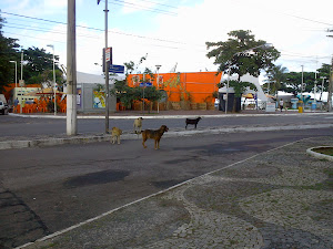 O bairro dos cachorros