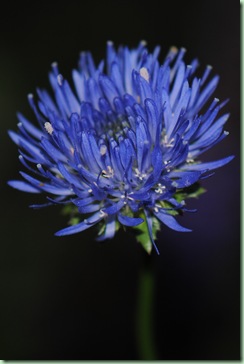 Jasione leavis ' Blaulicht'