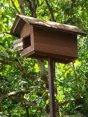 Biology For Life: Rumah Burung Hantu