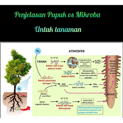 Alur terbentuknya protein  untuk tanaman yang baik