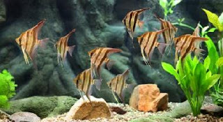 Angelfish pictures