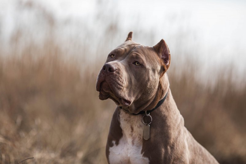 American mastiff