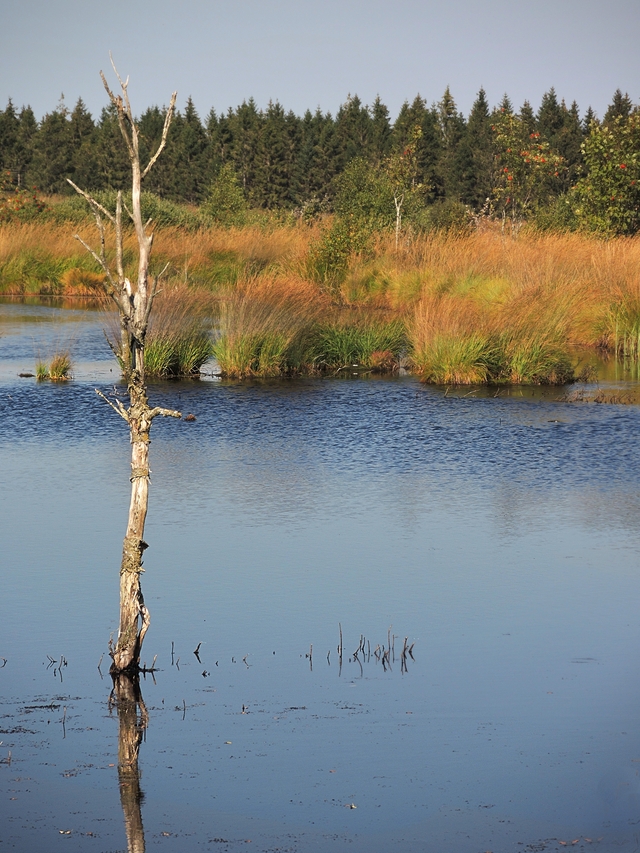 Eupen: wandelen in het Brackvenn