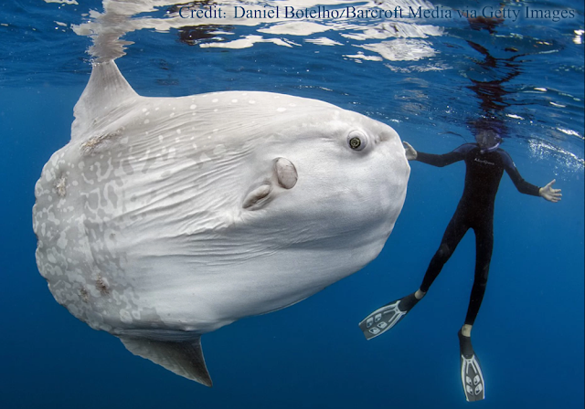 Sisi Unik Ikan Mola (Sunfish)