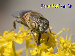 Eristalinus taeniops