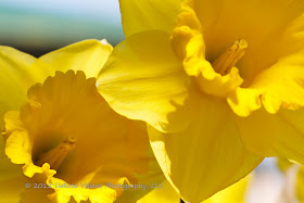 Easter Flowers by Dakota Visions Photography LLC Yellow Daffodils Narcissus