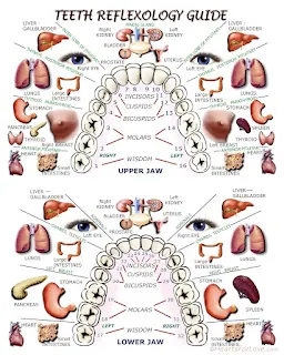 Teeth, Gums, Mouth, Oral Reflexology Chart