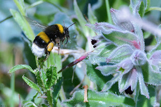 abejorro-zapador-bombus-terrestris-