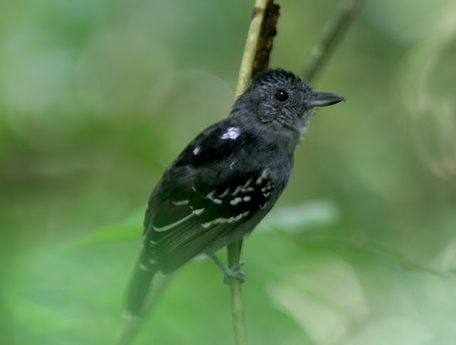 Antbirds wallpaper,Antbird images,Antbird picture,Antbird photo,Flying antbird,Antbirds,Colourful antbird,