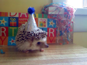 Funny animals of the week - 13 December 2013 (40 pics), hedgehog wears birthday hat