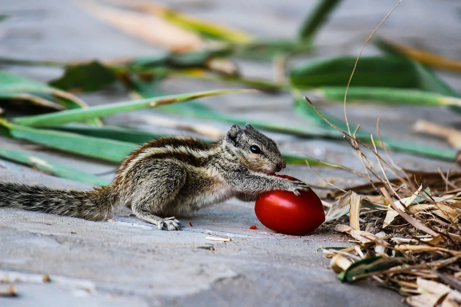 brown squirrel holding a tomato 6010049