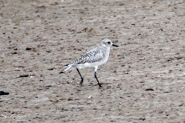 Grey plover