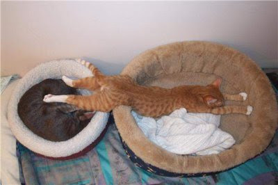 Cat Beds | Pet Cat Beds | Cat Furniture | Luxury Lifestyle, Design ...