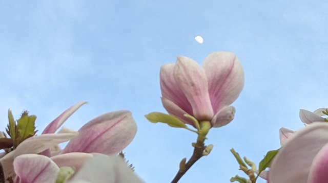 Lune et magnolia