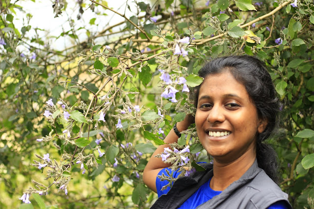 Neelakurinji