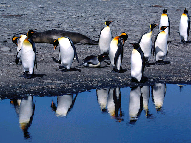 Penguins near Water